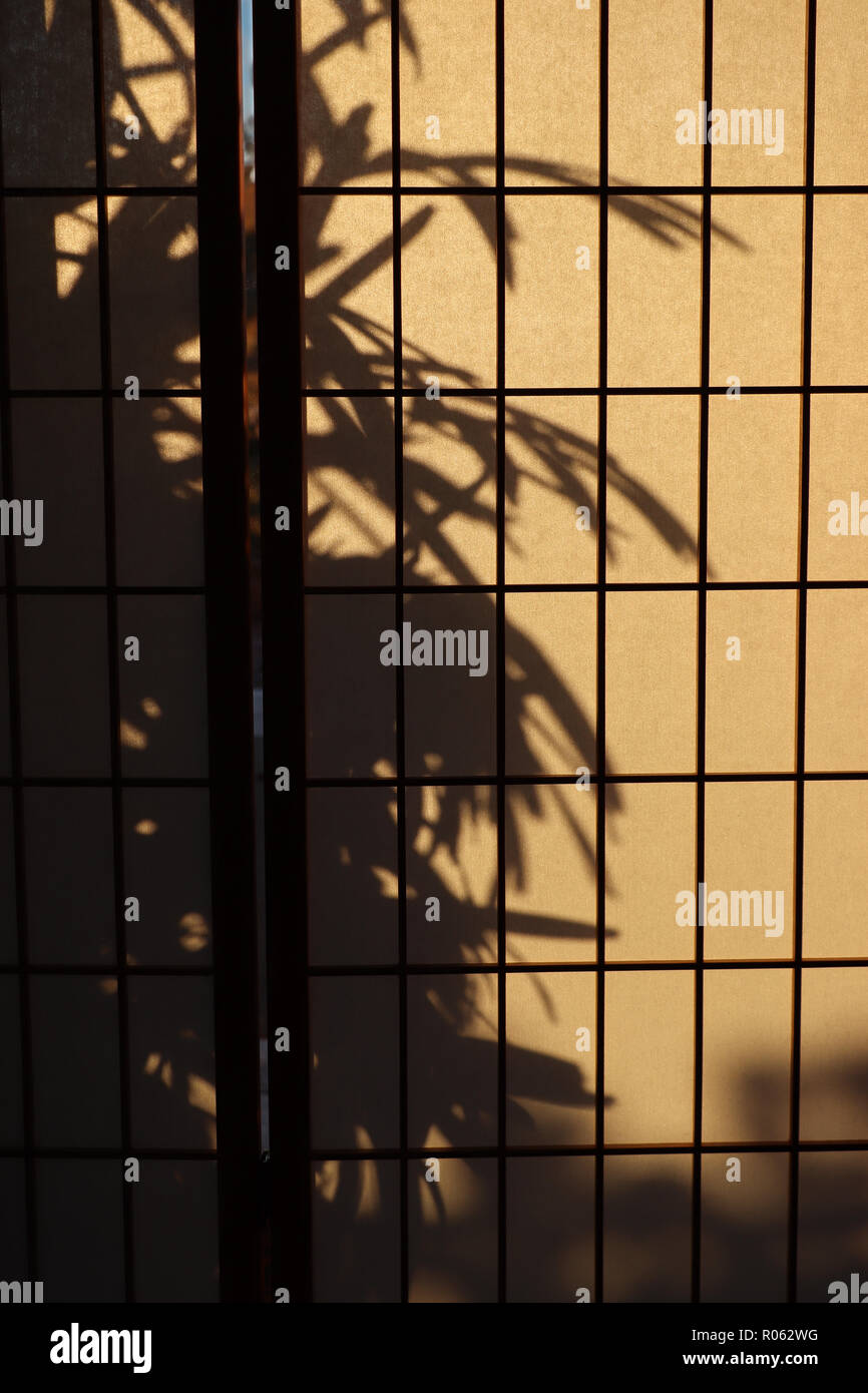 Lady palm (Rhapis) casting a shadow on a Japanese rice paper or shoji screen used for privacy or room divider that lets diffuse light into the room. Stock Photo