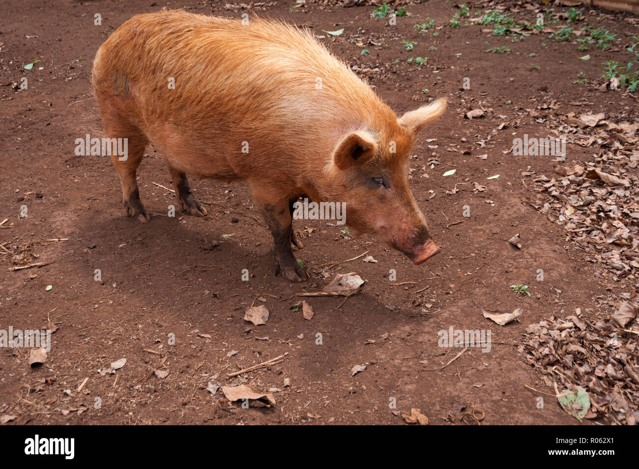 Solo pig walking from water bath with wet underside Stock Photo
