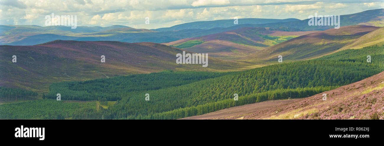 Panorama of hillside in Aberdeenshire, Scotland in autumn with heather in vivid purple and green pine trees Stock Photo