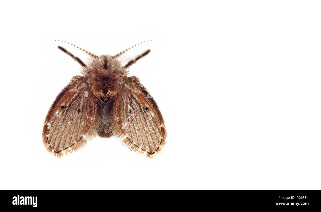 Macro Photography of Moth Fly Isolated on White Background with Space Stock Photo