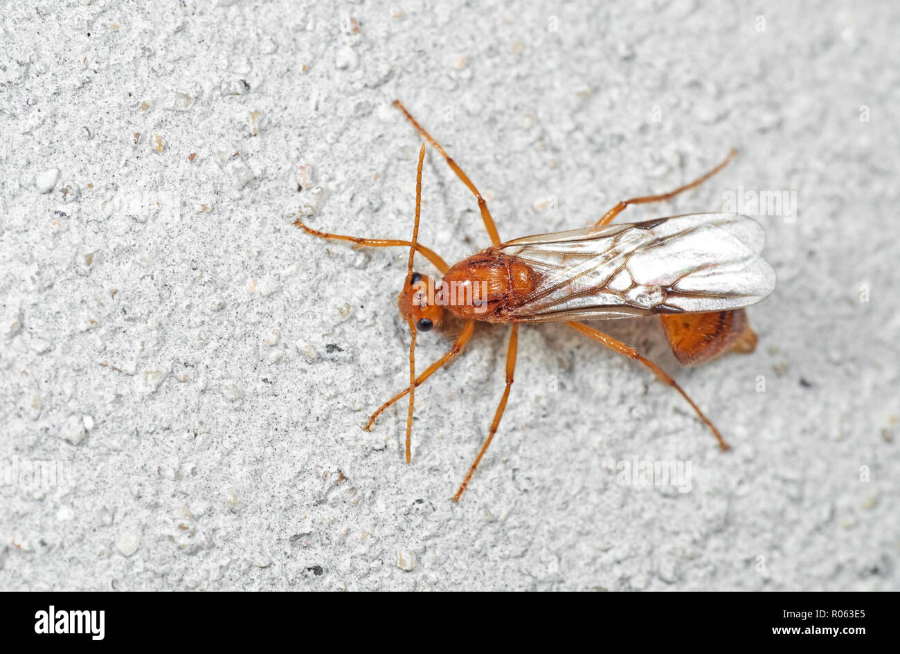 Macro Photography of Orange Insect with Three Ocelli Standing on a White Floor Stock Photo