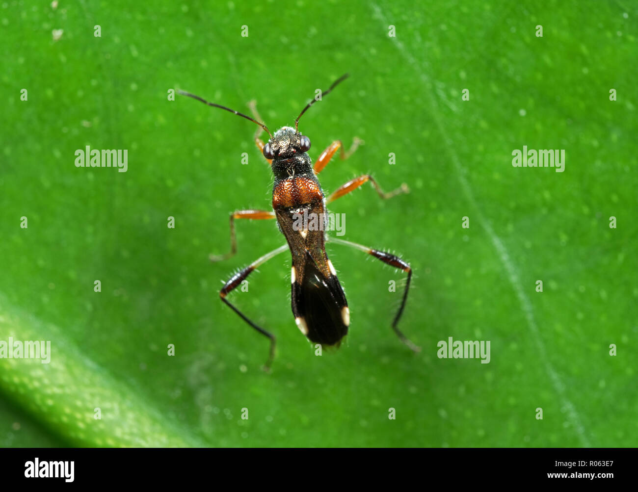 Macro Photography of Little Insect on Green Leaf Stock Photo