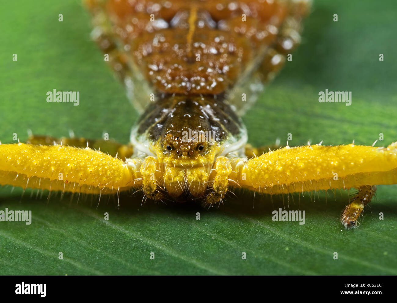 Macro Photography of Head of Bizarre Crab Spider on Philodendron Leaf Stock Photo