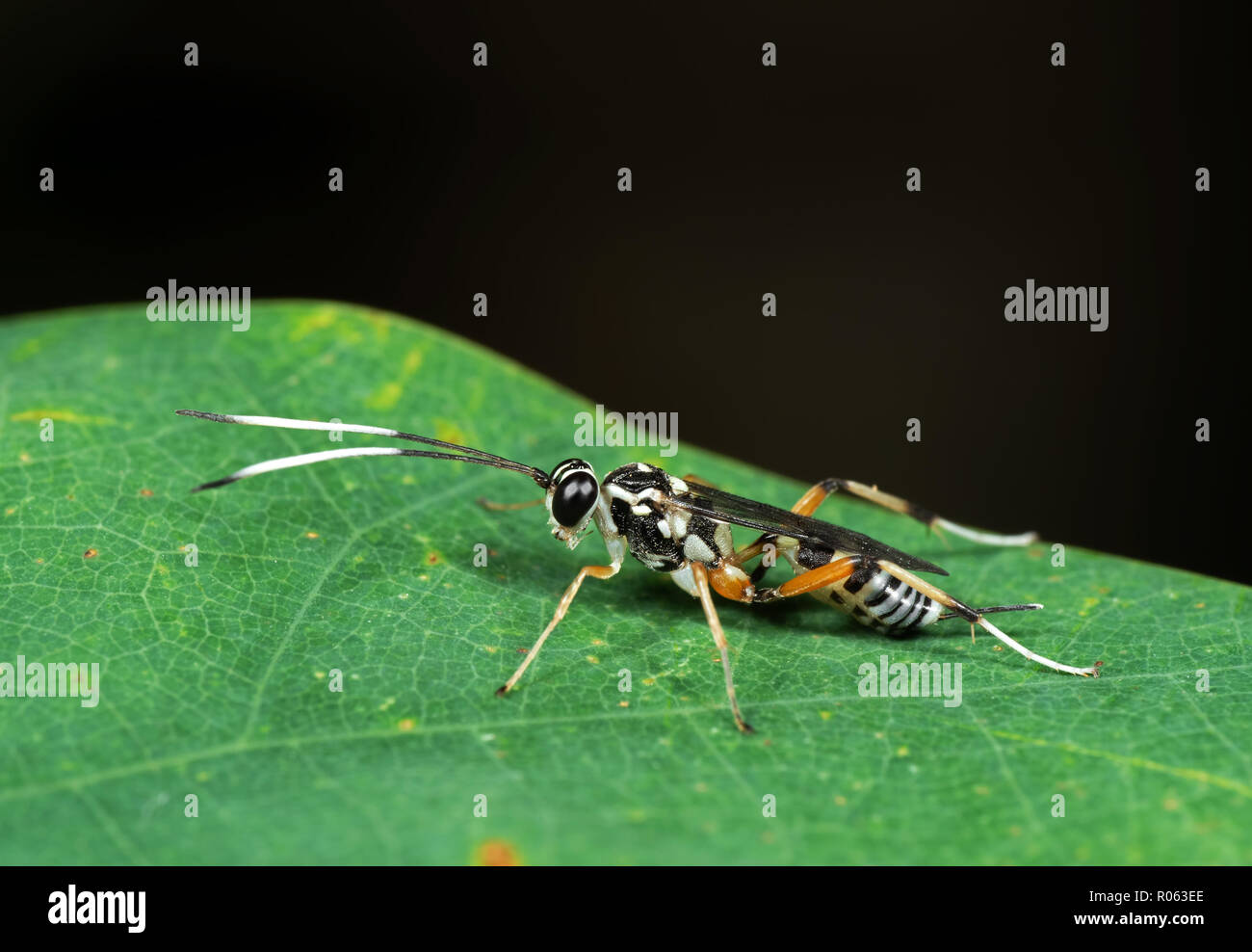 Macro Photography of Ichneumon Wasp with Black and White Antennae on Green Leaf Stock Photo