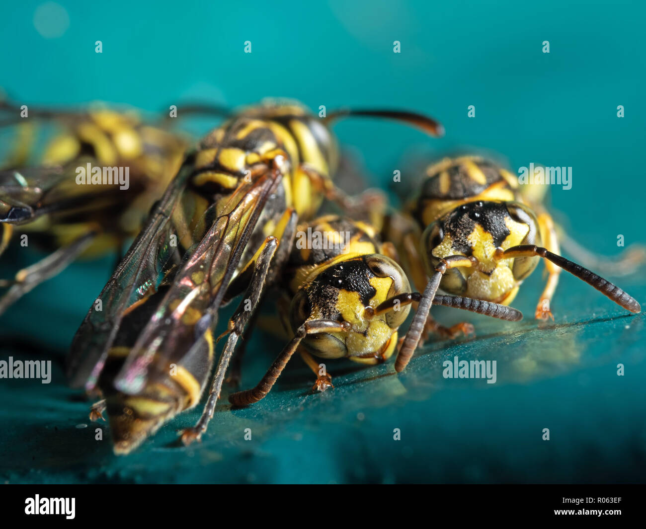 Macro Photography of Group of Wasps on Blue Green Metal Material Stock Photo