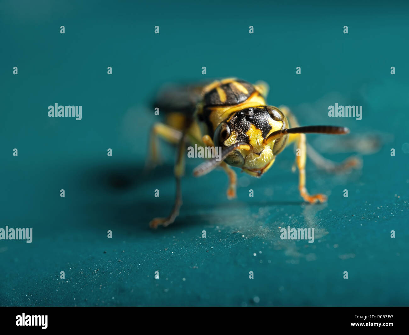 Macro Photography of Wasp on Blue Green Metal Material Stock Photo