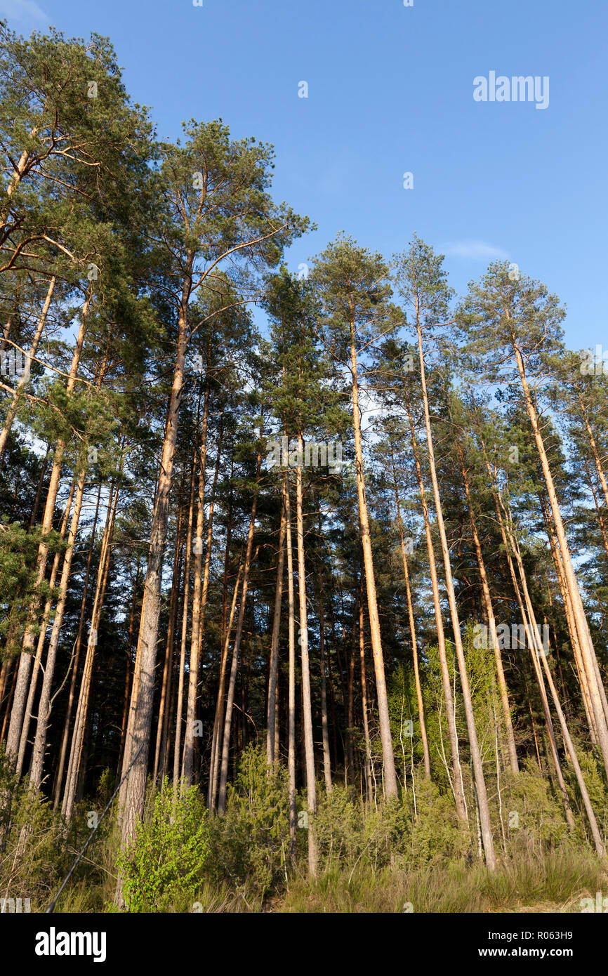 summer landscape in a pine forest in sunny weather Stock Photo - Alamy
