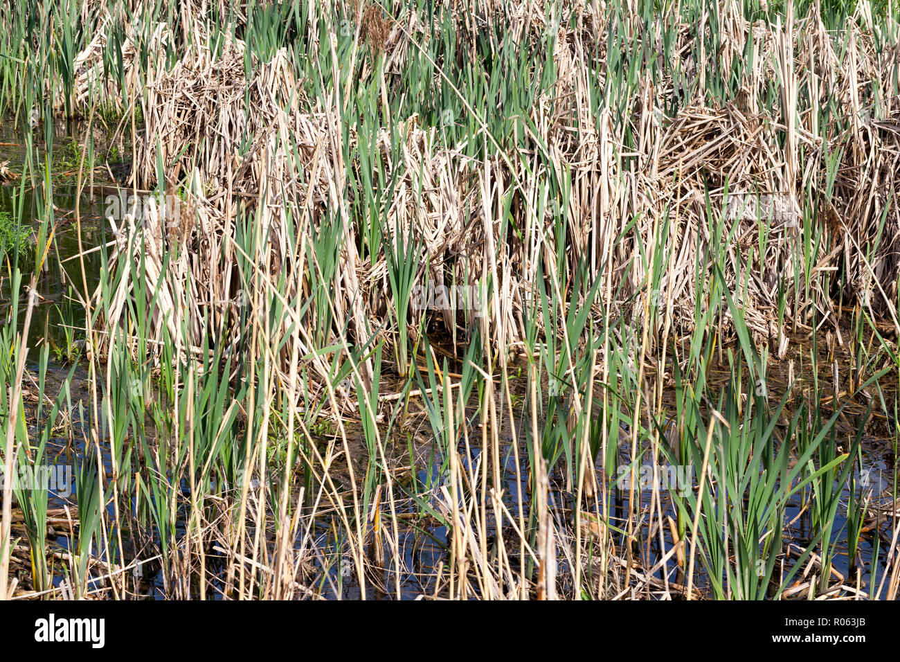 new green and old dry yellow grass in a swamp closeup Stock Photo Alamy