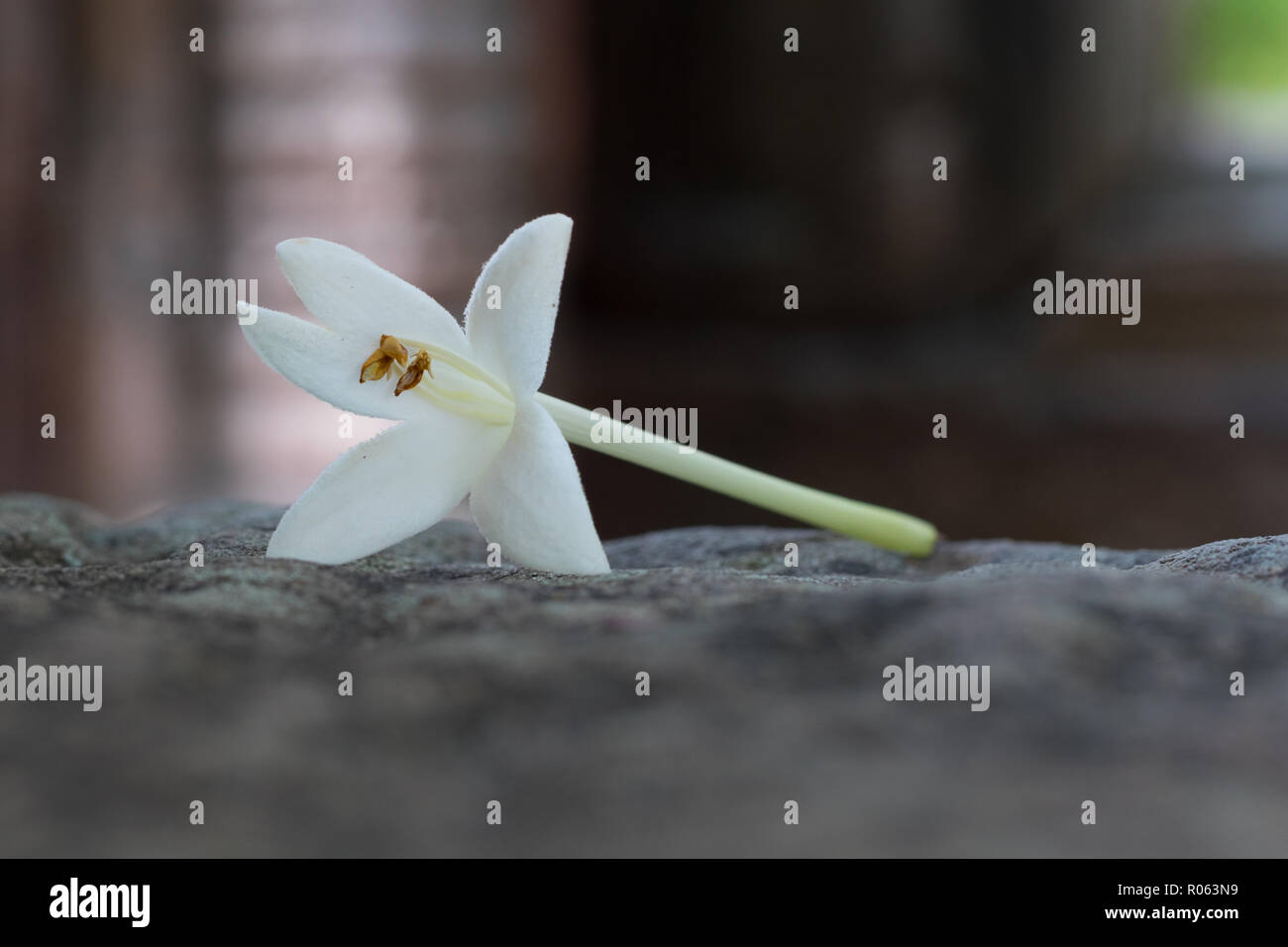 Cork Tree Flower, Indian Cork Flower on a stone, dark background Stock