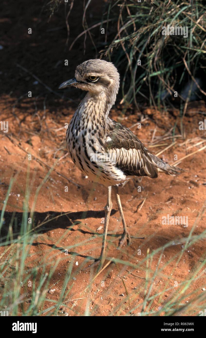 The stone-curlews are also known as dikkops or thick-knees, Australia. Burhinus grallarius (formerly B. magnirostris, the bush thick-knee) Stock Photo