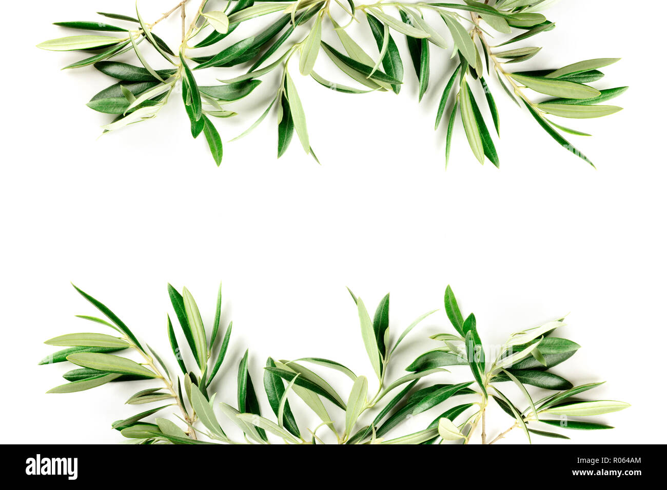 A photo of a frame of olive tree branches and leaves with copy space ...