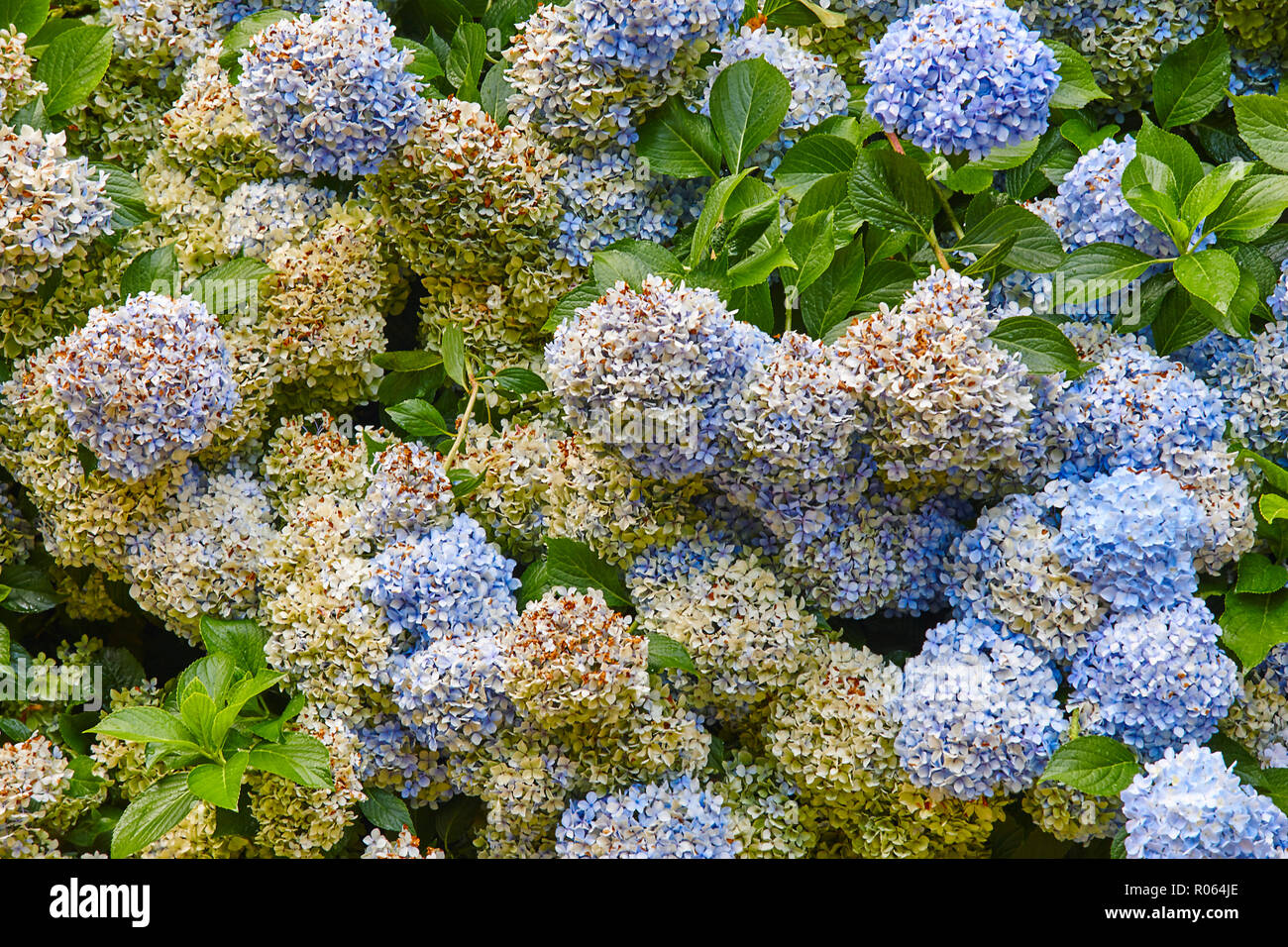 Bunches of blue and yellows hydrangeas. Colorful flowers background