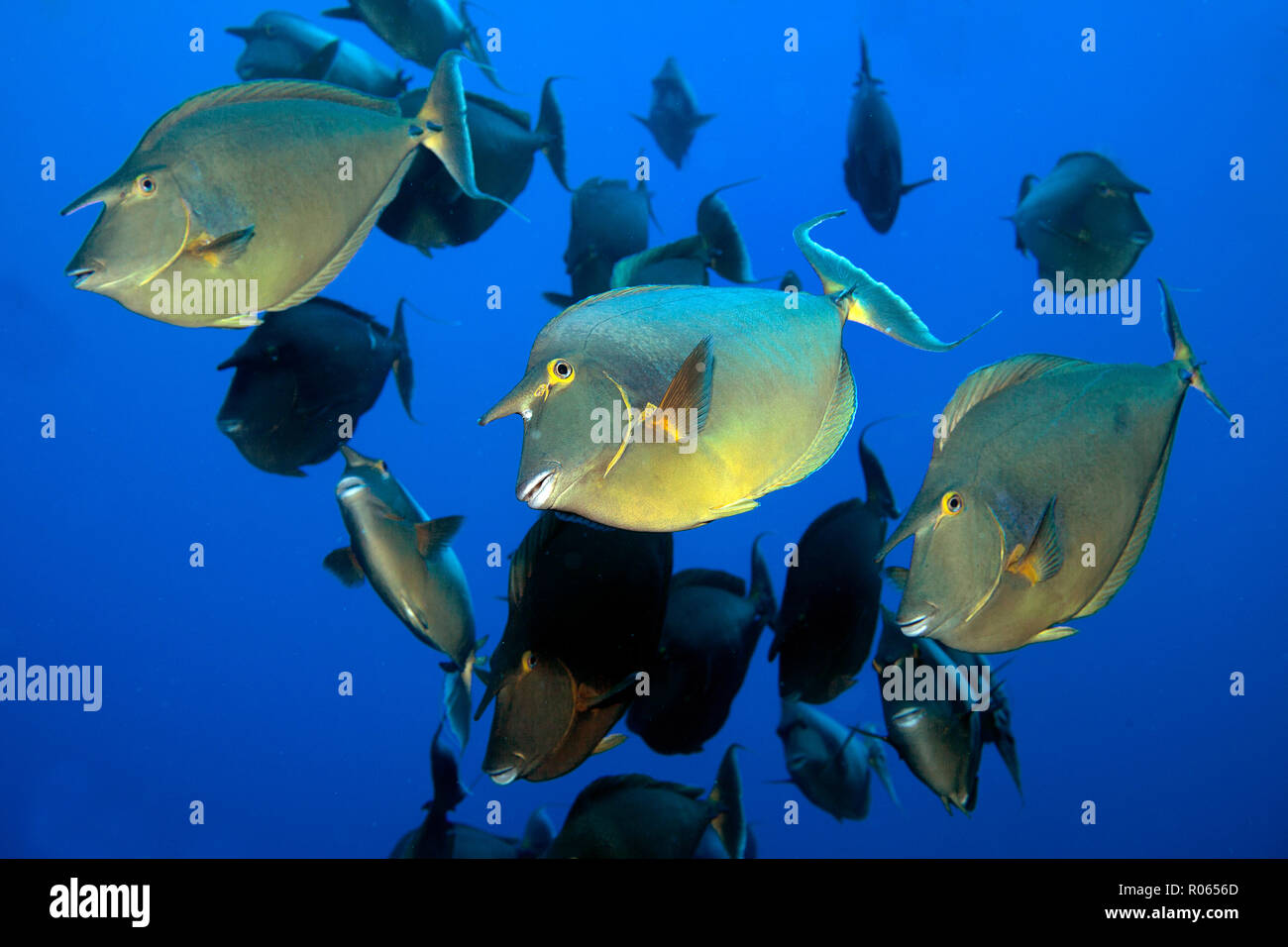 Bluespine unicornfish (Naso unicornis), schooling in blue water, Marsa Alam, Egypt Stock Photo