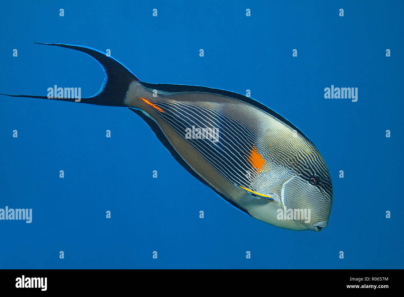 Arabischer Doktorfisch (Acanthurus sohal) im blauen Wasser, Sinai, Ägypten | Sohal surgeonfish (Acanthurus sohal) at blue sea, Sinai, Egypt Stock Photo