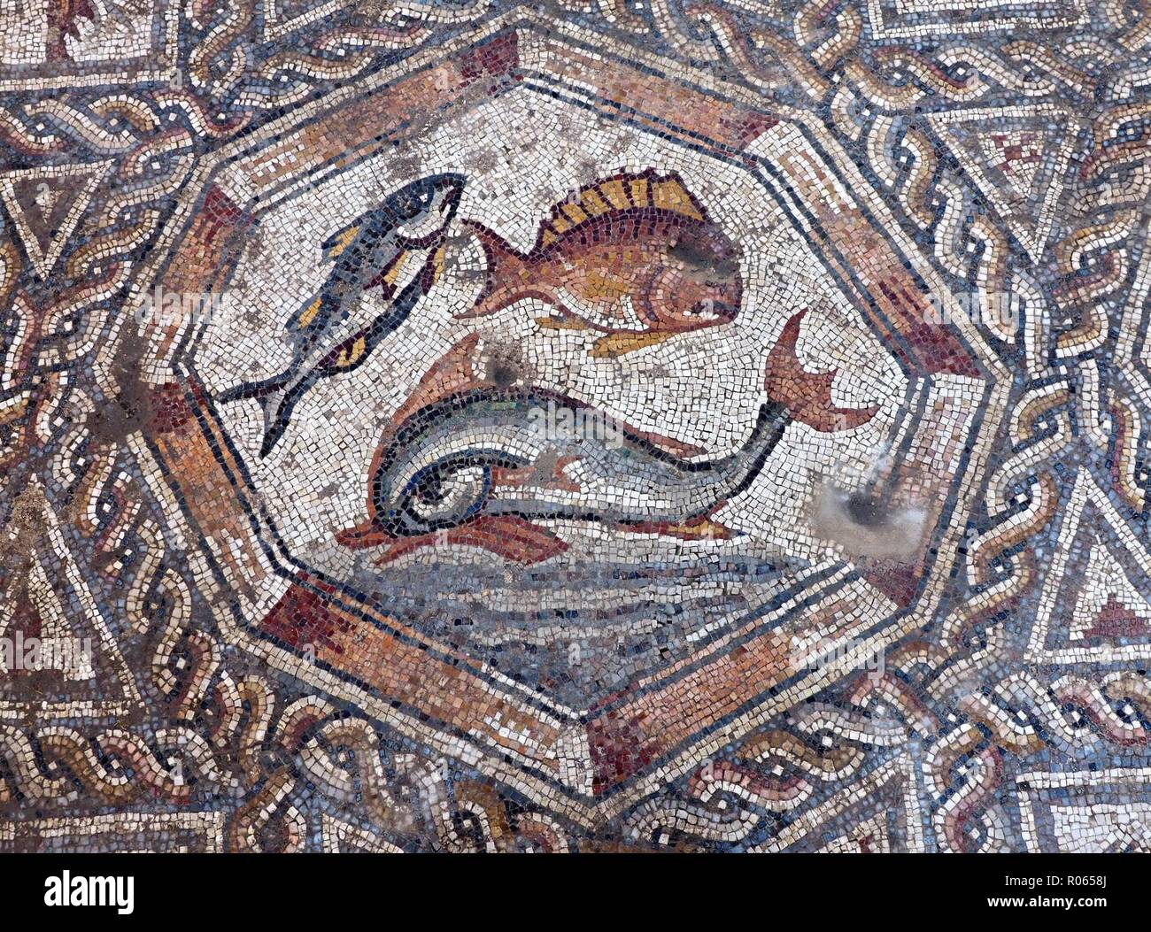 5792. The Lod Mosaic, a 3 rd. C. Roman mosaic from a Roman villa excavated in the city of Lod near Tel-Aviv.  Detail shows varrious fish, Stock Photo