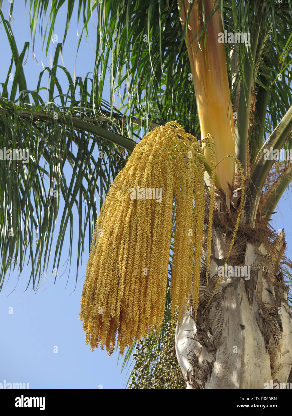 Australian Queen date palm showing early edible sweet fruit in Andalusian village, Spain Stock Photo