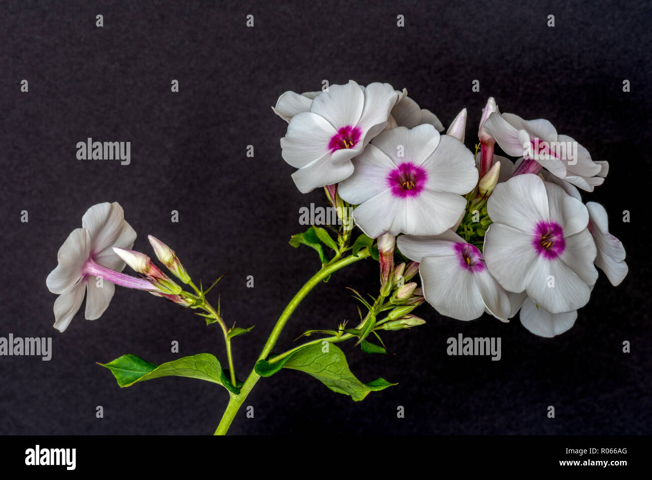Fine art still life detailed floral macro photography of a single isolated stem of withe pink phlox with blossoms, buds, stem,leaves on black paper Stock Photo