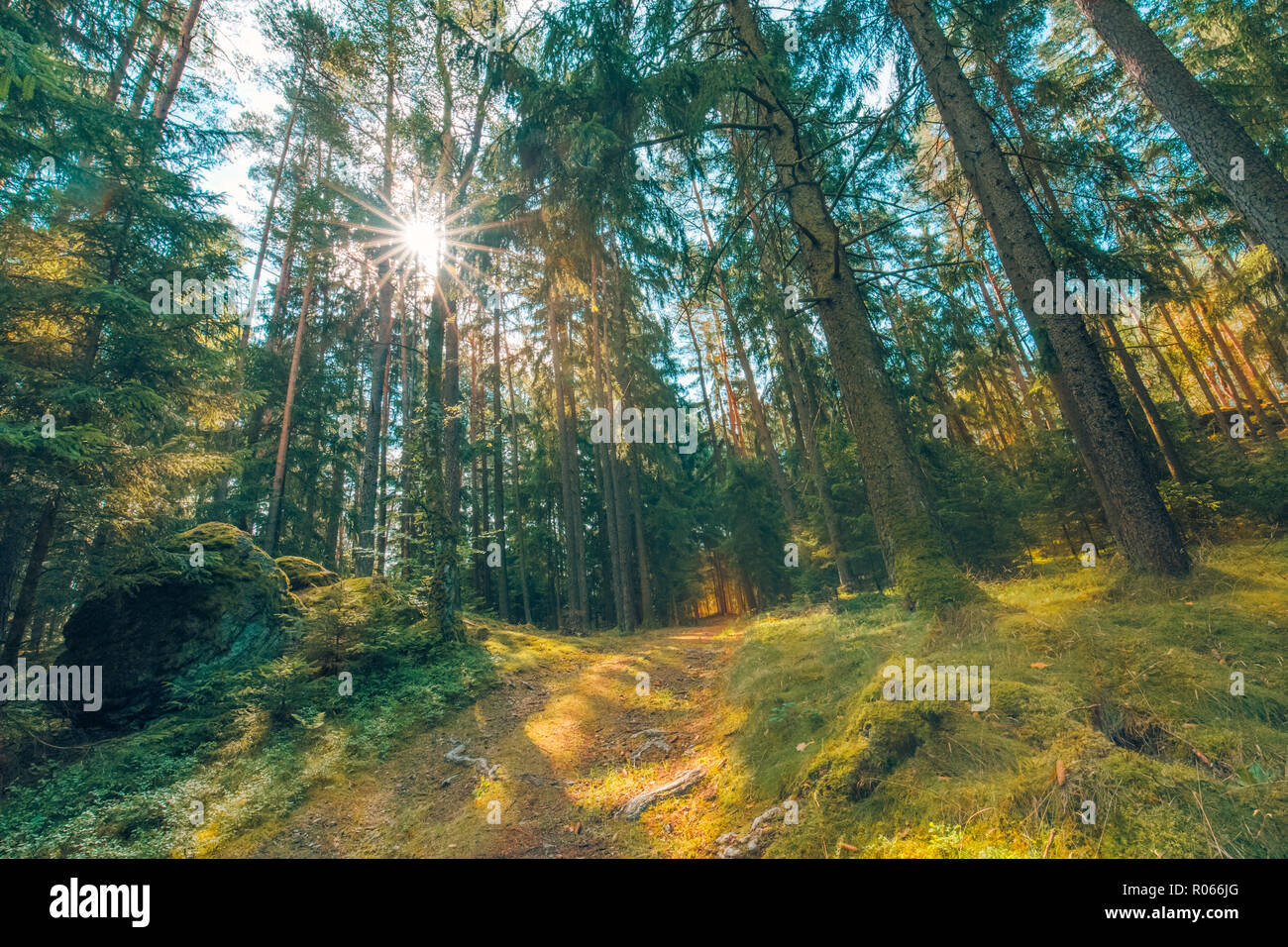 Light pouring through the trees hi-res stock photography and images - Alamy