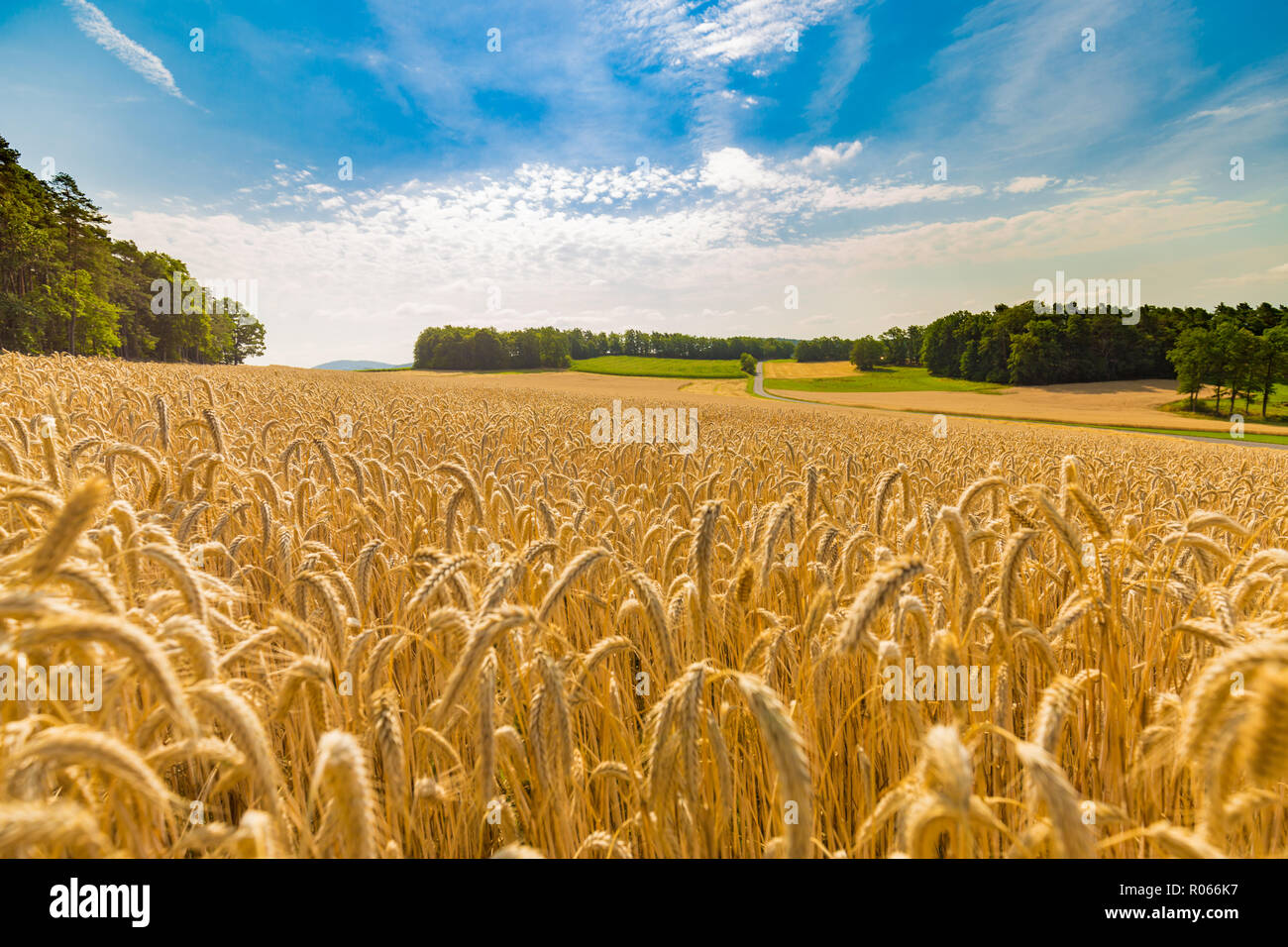 Agriculture landscape, golden wheat field, beautiful farm and countryside scene. Harvesting and seasonal background Stock Photo