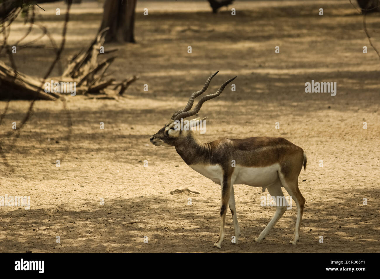 Black buck hires stock photography and images Alamy
