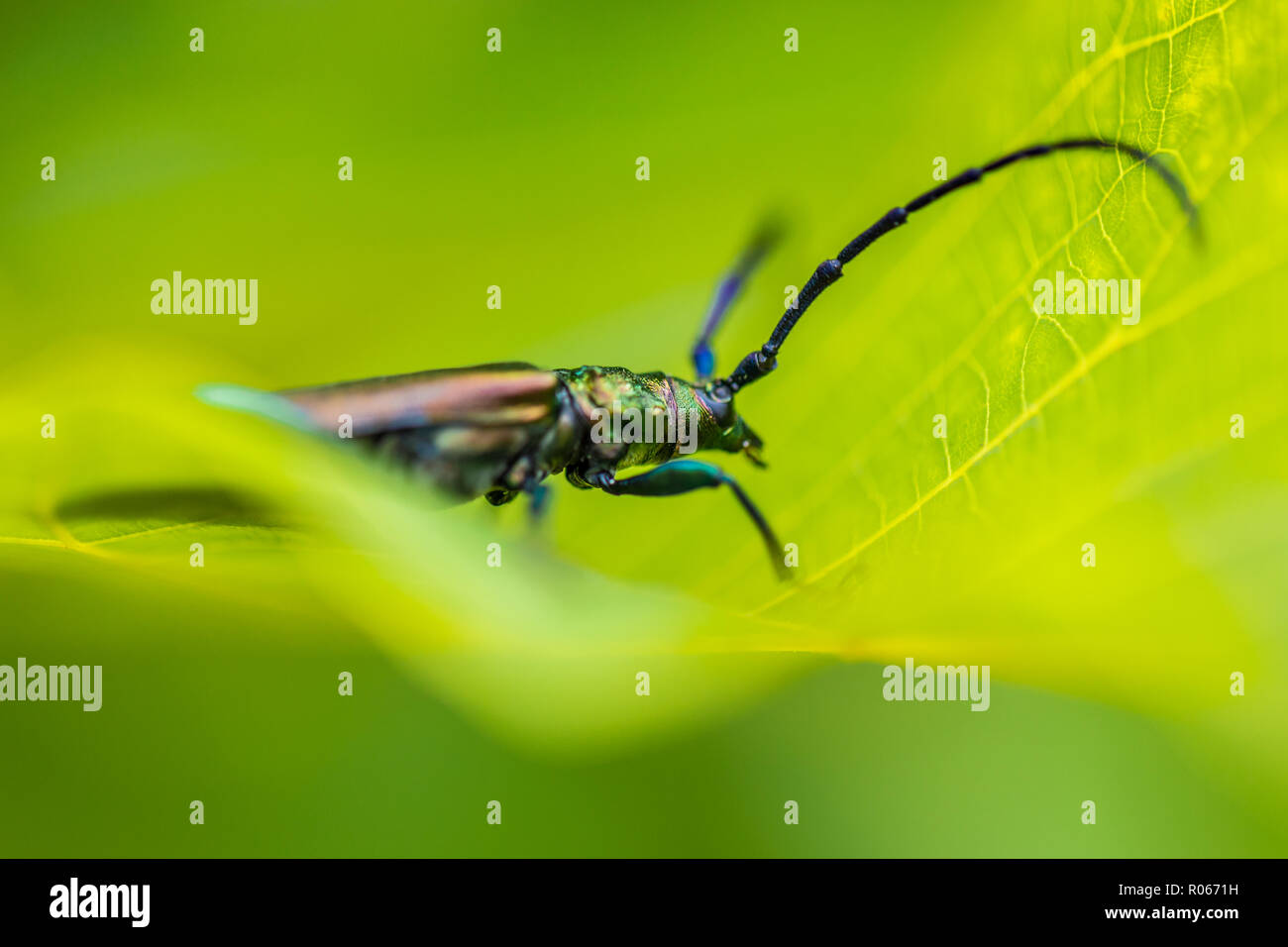 Huge insect on green leaf, nature background, wildlife concept. Macro image with details Stock Photo