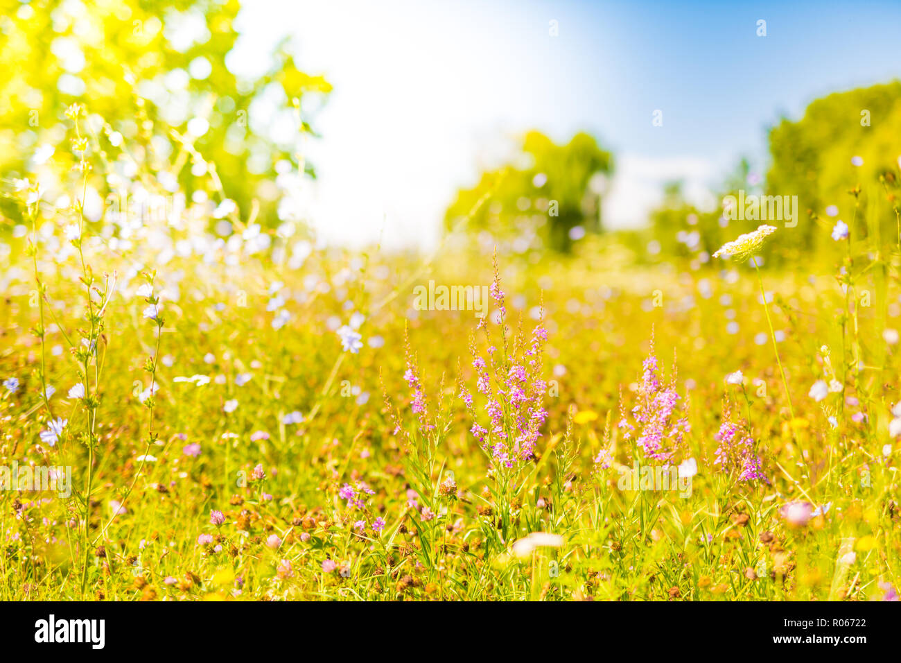 Beautiful summer meadow and wild flowers. Sunny day, meadow field and ...