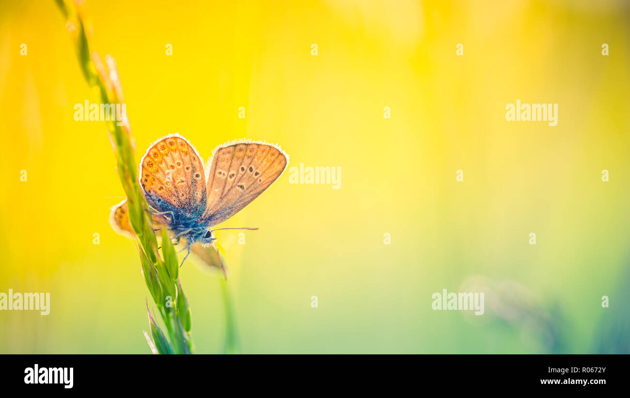 Summer nature view of a beautiful butterfly with colorful meadow. Natural summer scene under sunlight. Inspirational nature background Stock Photo