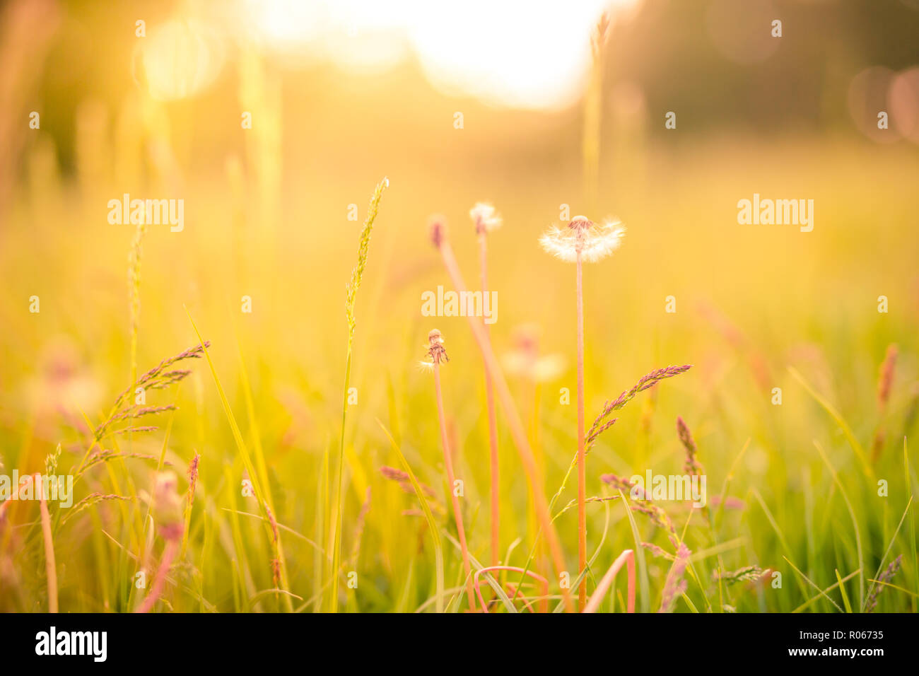 Summer closeup flowers and meadow. Bright landscape. Inspirational nature banner background. Bright field meadow and artistic nature concept, sunset Stock Photo