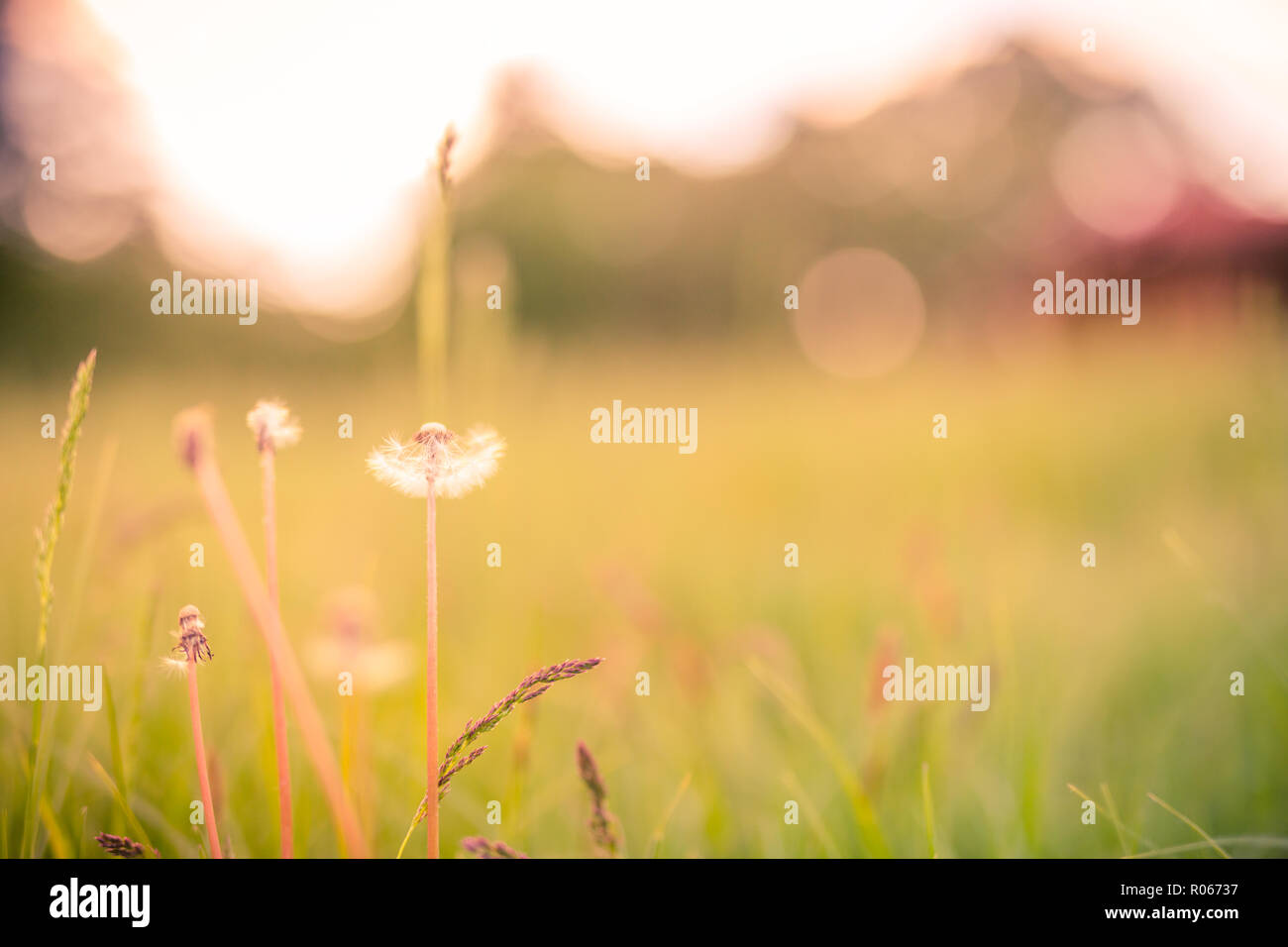 Summer closeup flowers and meadow. Bright landscape. Inspirational nature banner background. Bright field meadow and artistic nature concept, sunset Stock Photo