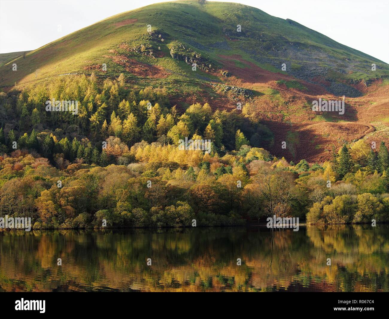 Holme Wood reflected in Loweswater, Lake District National Park, Cumbria, England, United Kingdom Stock Photo
