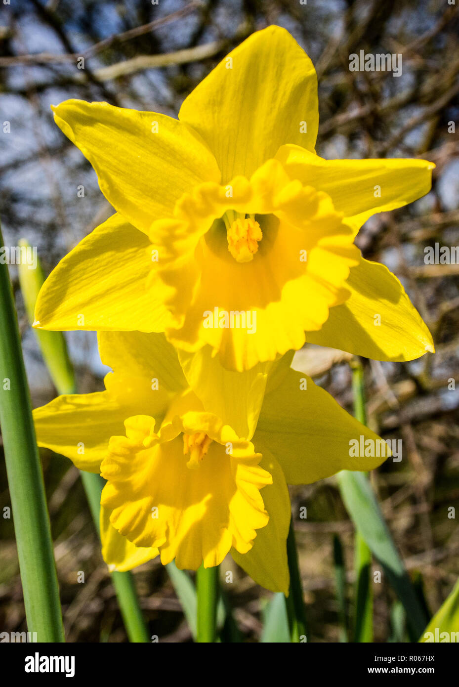 Two daffodils. Stock Photo