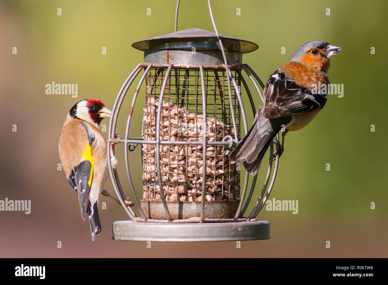 A male chaffinch and a Goldfich on a feeder in a Uk garden Stock Photo