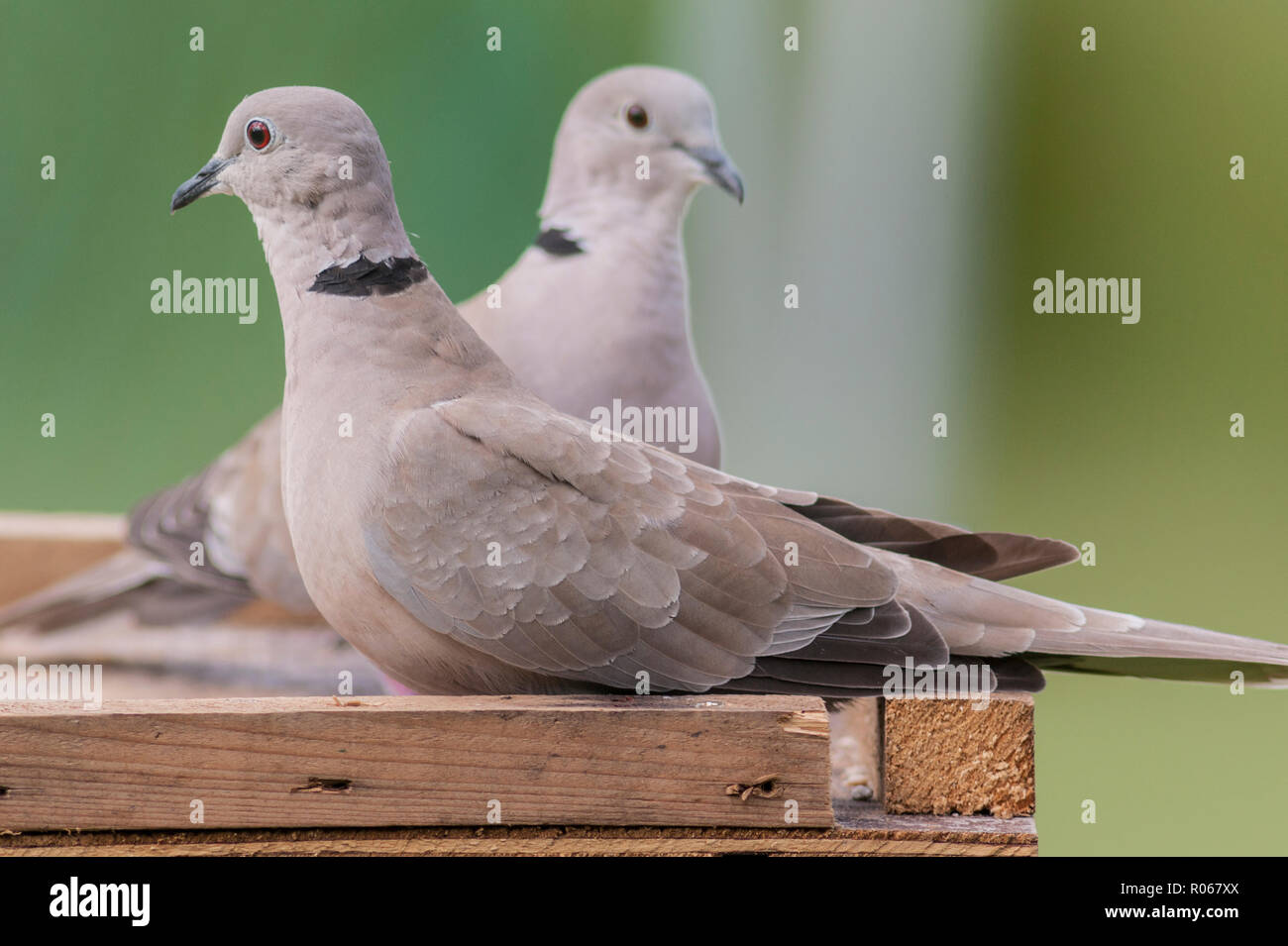 A pair of Collared Doves (Streptopelia decaocto) in the uk Stock Photo Alamy