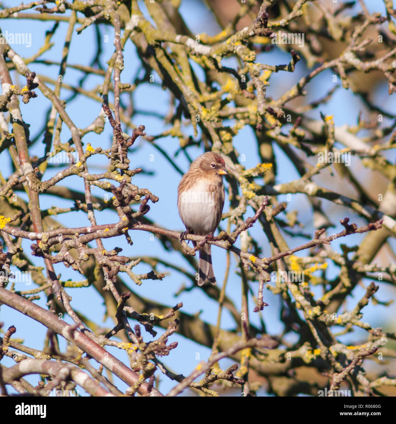 A Redpoll ( Acanthis cannabina ) in a Norfolk garden in the Uk in winter Stock Photo