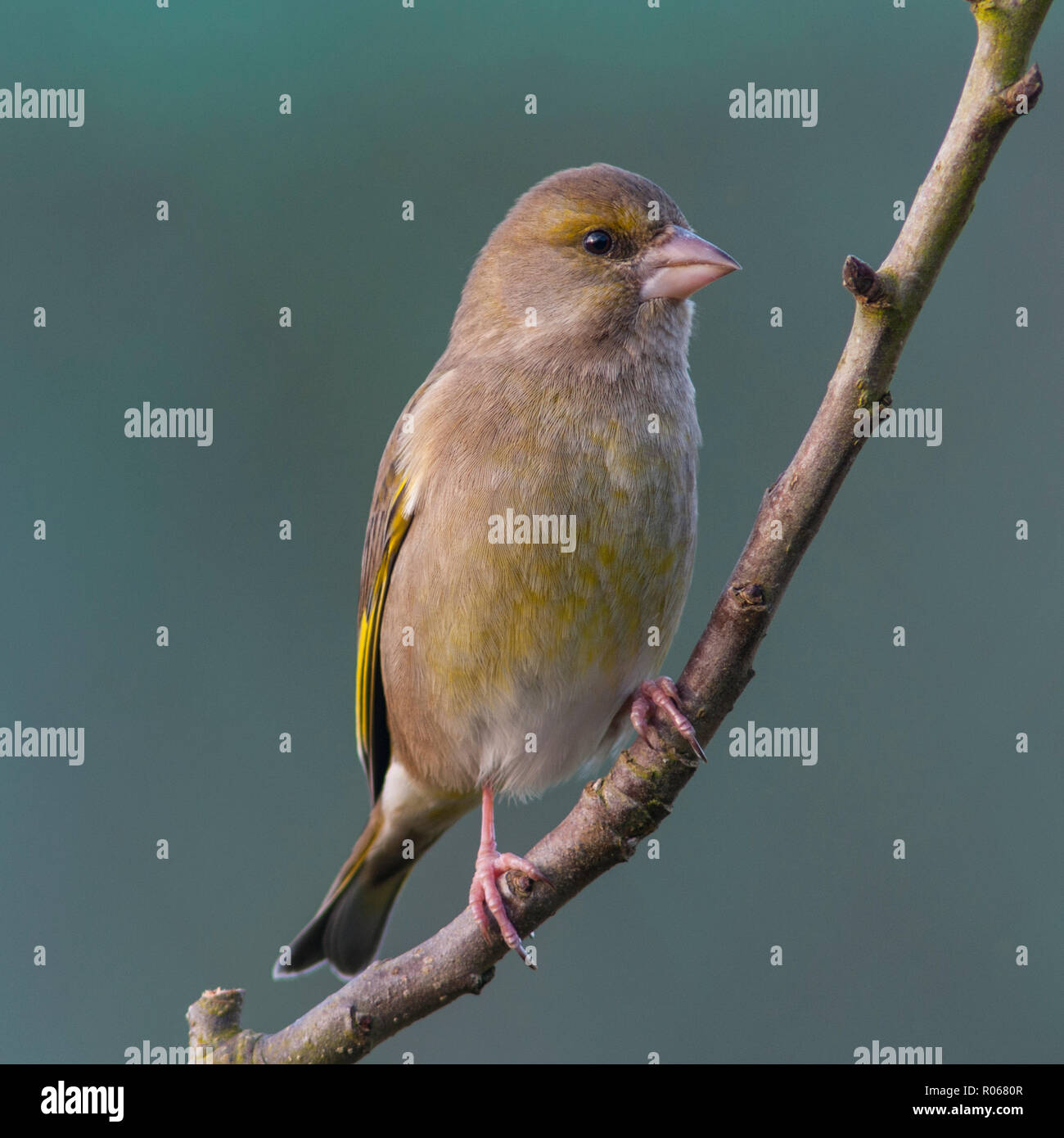 A female Greenfinch (Carduelis chloris) feeding in freezing conditions in a Norfolk garden Stock Photo