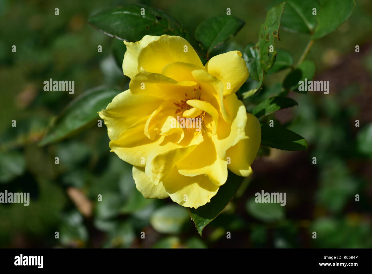 Yellow rose closeup. Bush with green leaves. Sunny day, sun light