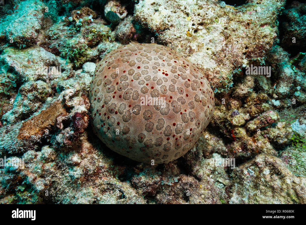 Starfish at the Maldives Stock Photo