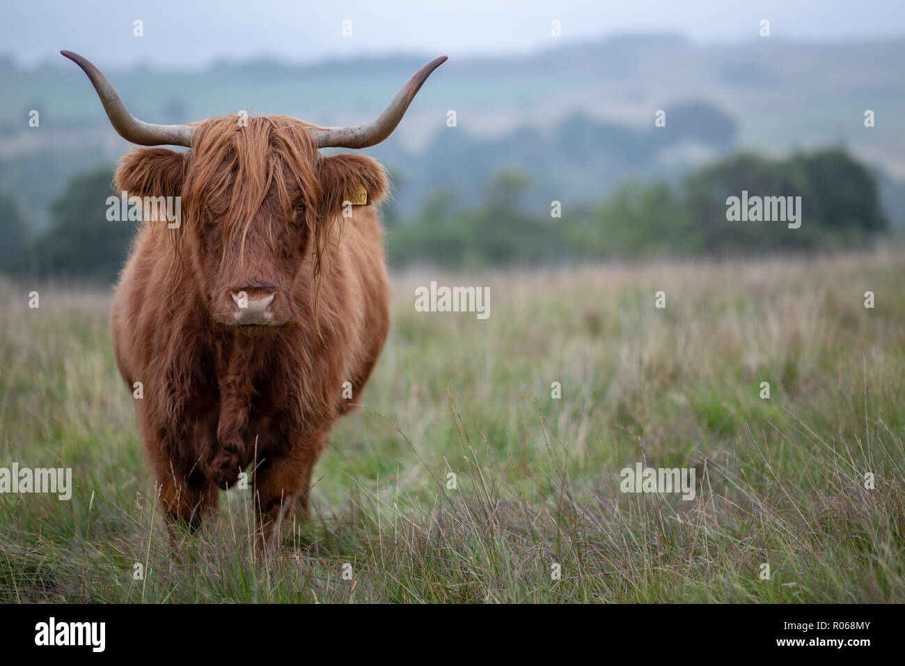 Highland Cow At Lyme Park, National Trust Stock Photo - Alamy