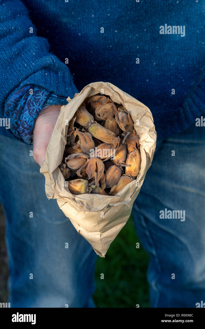 Man holding a paper bag full of foraged cobnuts. UK Stock Photo