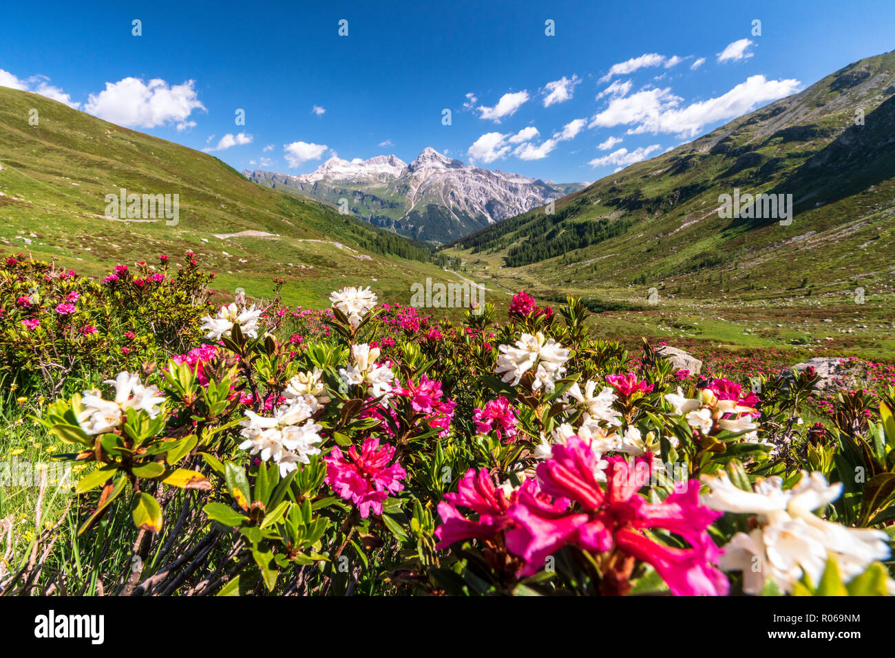 White and fuchsia coloured rhododendrons, Spluga Pass, canton of Graubunden, Switzerland, Europe Stock Photo