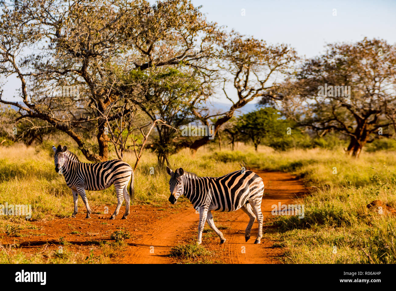 Zebras (Equus zebra), Zululand, South Africa, Africa Stock Photo