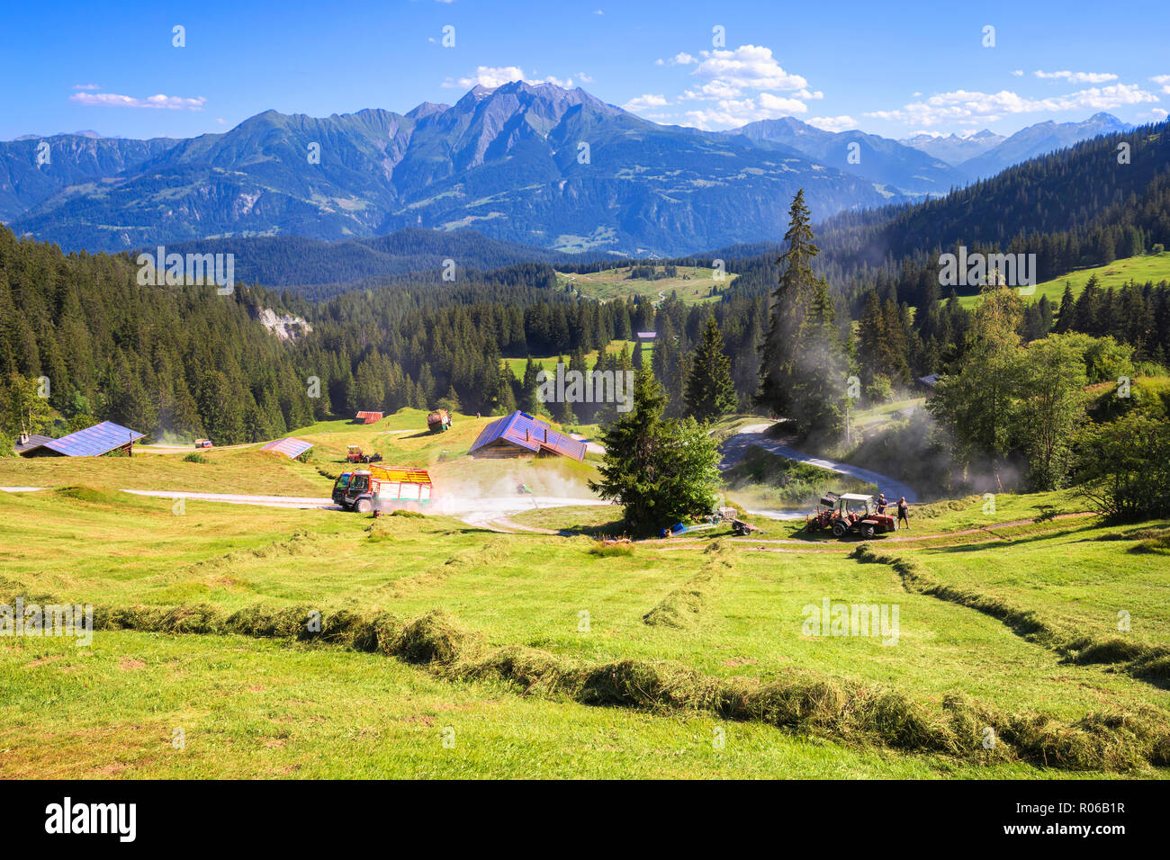 Summer hay, Flims, District of Imboden, Canton of Grisons (Graubunden), Switzerland, Europe Stock Photo