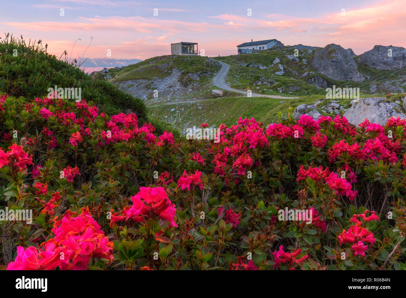 Rhododendrons at Segnes Hutte at sunrise, Unterer Segnesboden, Flims, District of Imboden