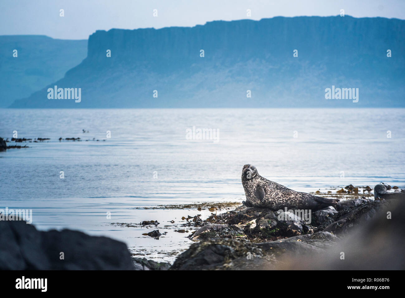 Seal on Rathlin Island, County Antrim, Ulster, Northern Ireland, United Kingdom, Europe Stock Photo