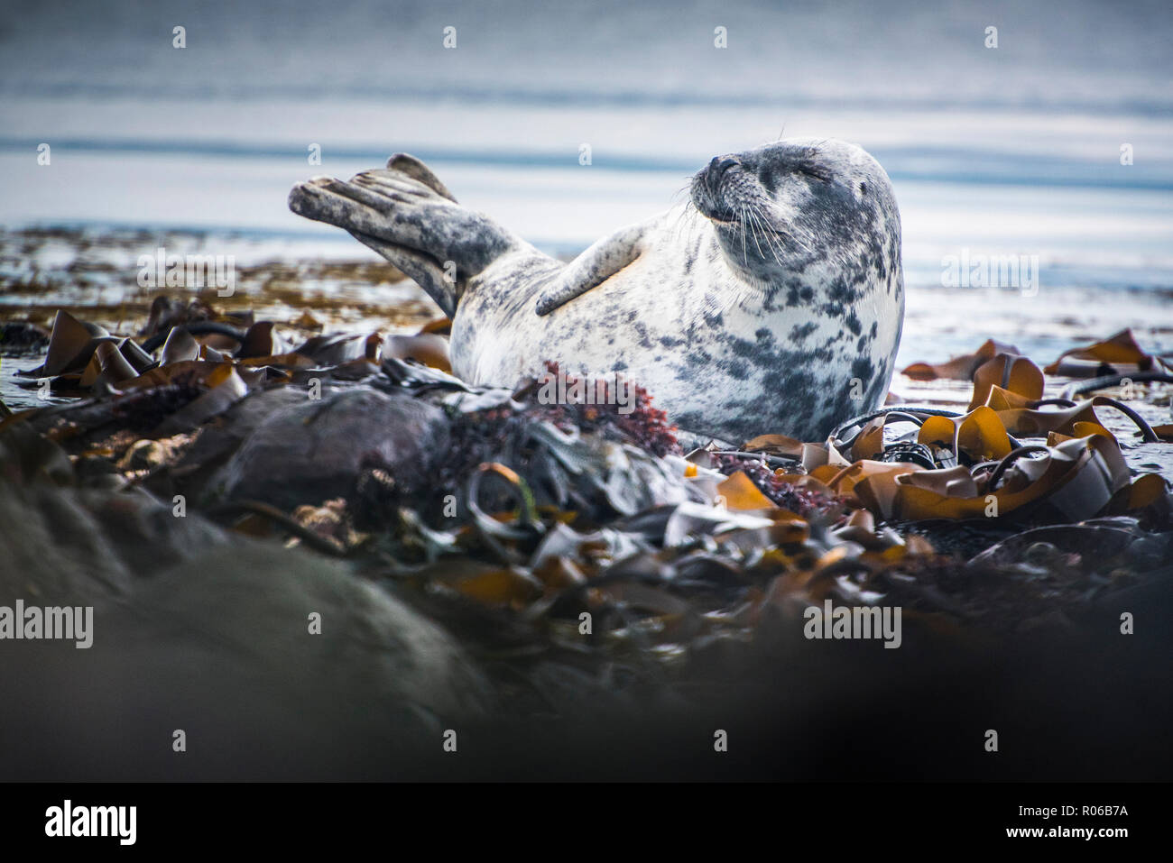 Seal on Rathlin Island, County Antrim, Ulster, Northern Ireland, United Kingdom, Europe Stock Photo