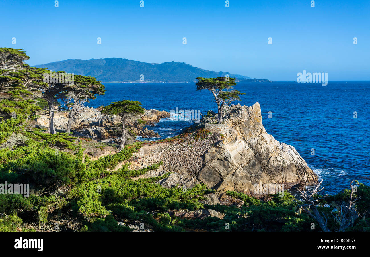 Carmel Bay, Lone Cypress at Pebble Beach, 17 Mile Drive, Peninsula, Monterey, California, United States of America, North America Stock Photo