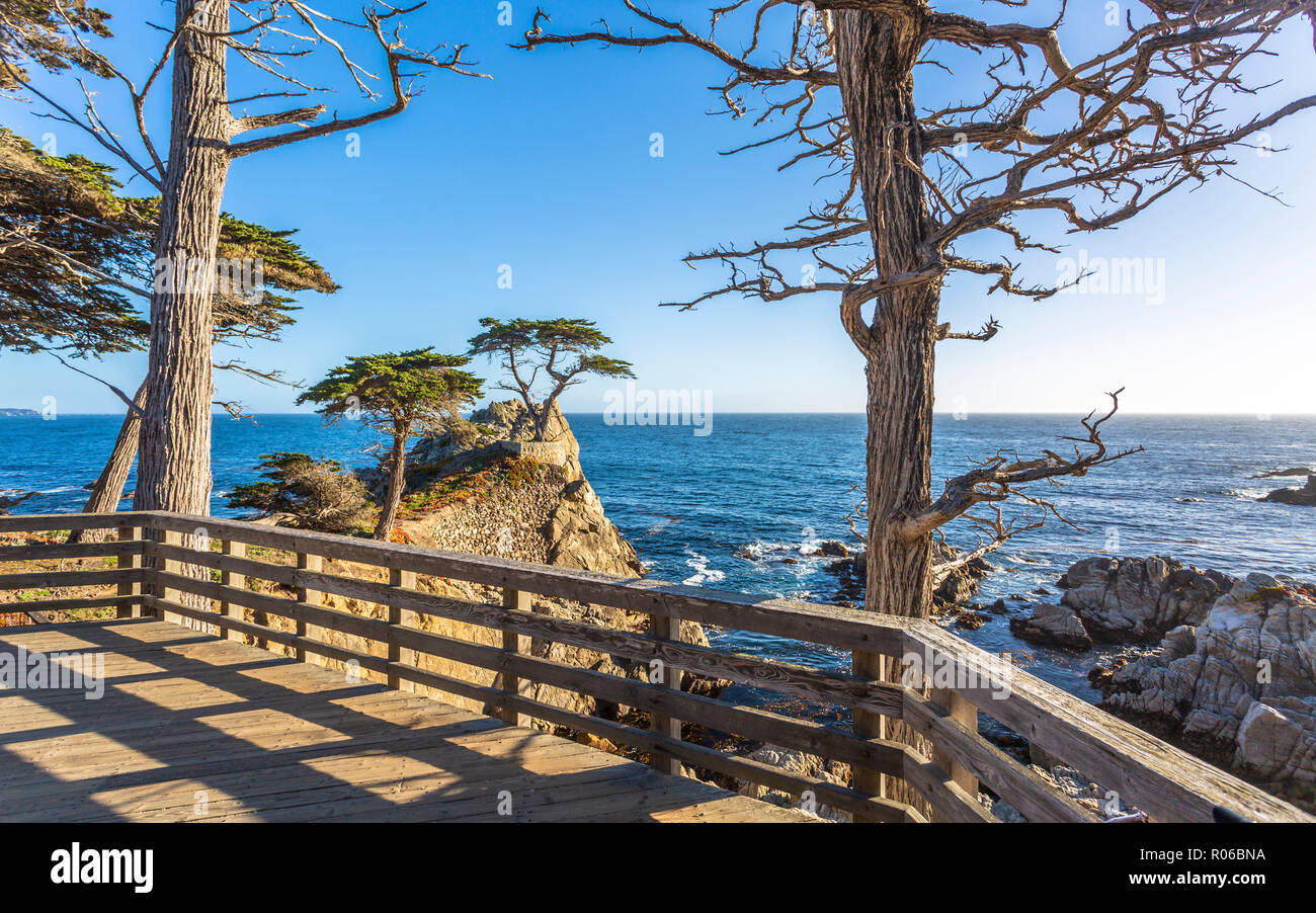 Carmel Bay, Lone Cypress at Pebble Beach, 17 Mile Drive, Peninsula, Monterey, California, United States of America, North America Stock Photo
