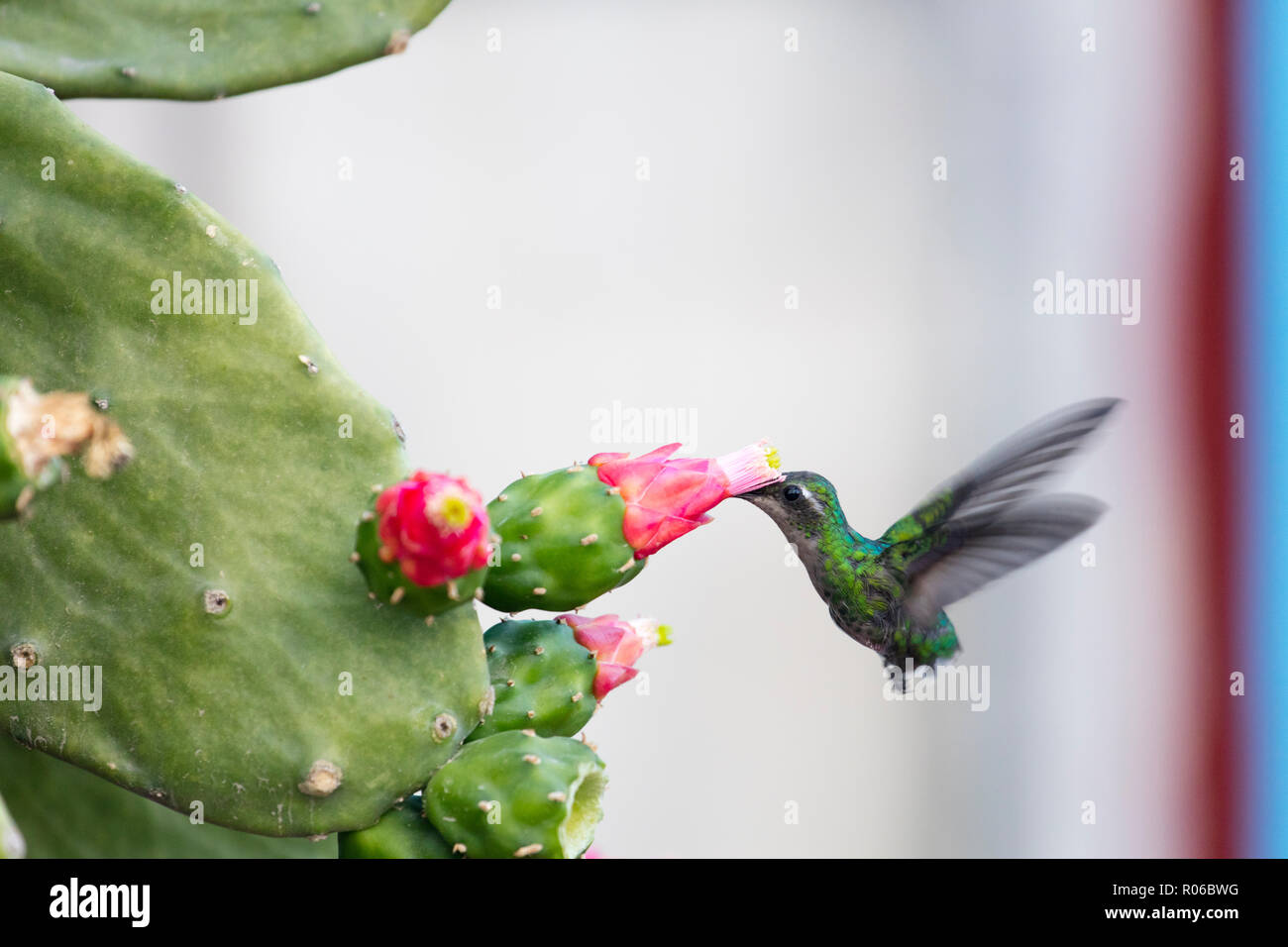 Humming bird drinking from a cactus, Vinales, UNESCO World Heritage Site, Cuba, West Indies, Caribbean, Central America Stock Photo