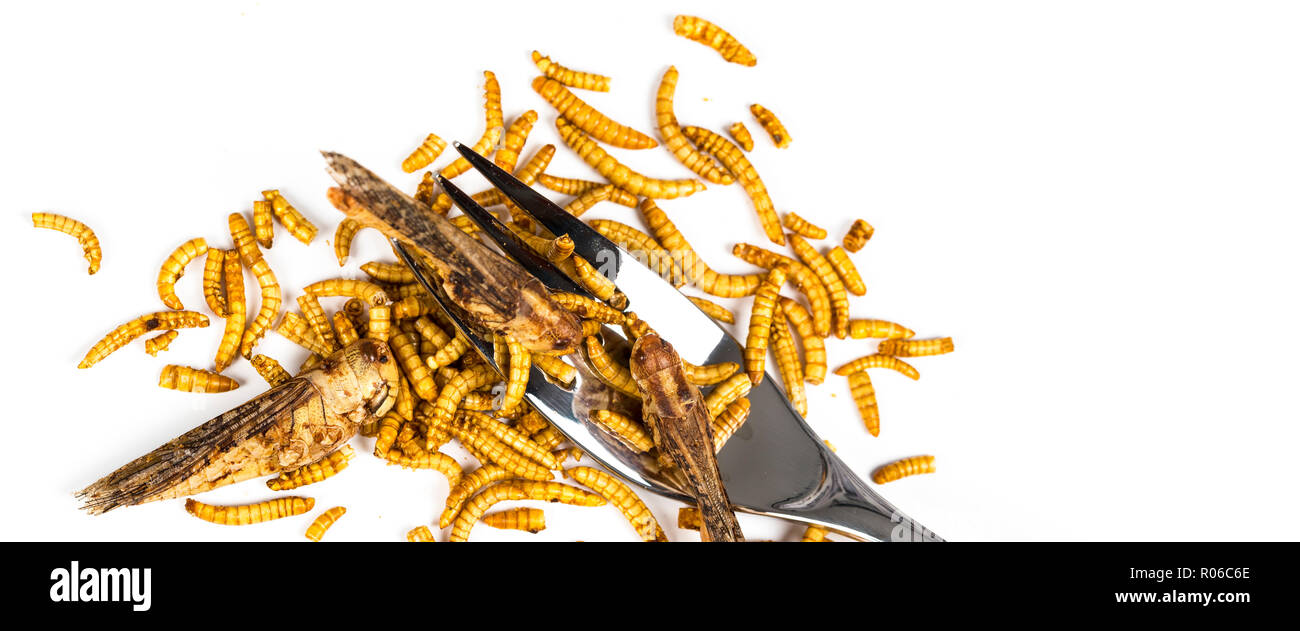 Fork Insect Close-up edible fried worms molitors insects meal with fork suitable as ...