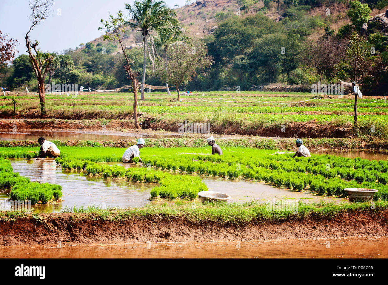 India Tamil Nadu Rice Farming High Resolution Stock Photography and ...